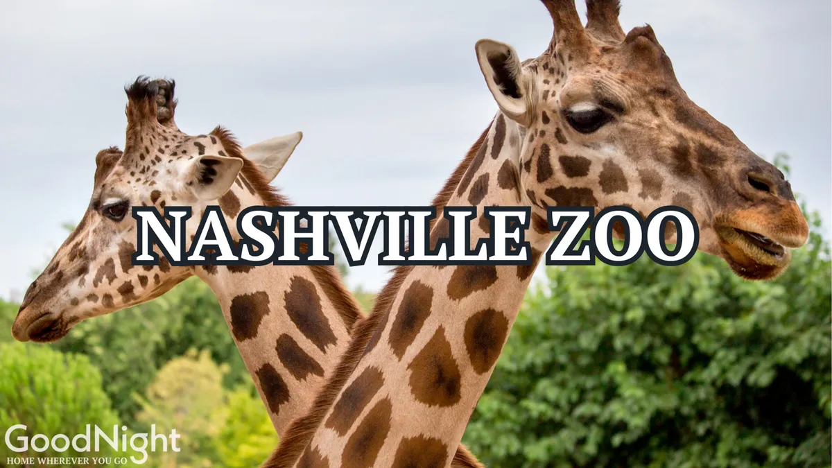 A joyful scene at the Nashville Zoo, this image spotlights giraffes amid lush greenery. It captures the delight of animal encounters, family outings, and educational moments in a natural, inviting environment.